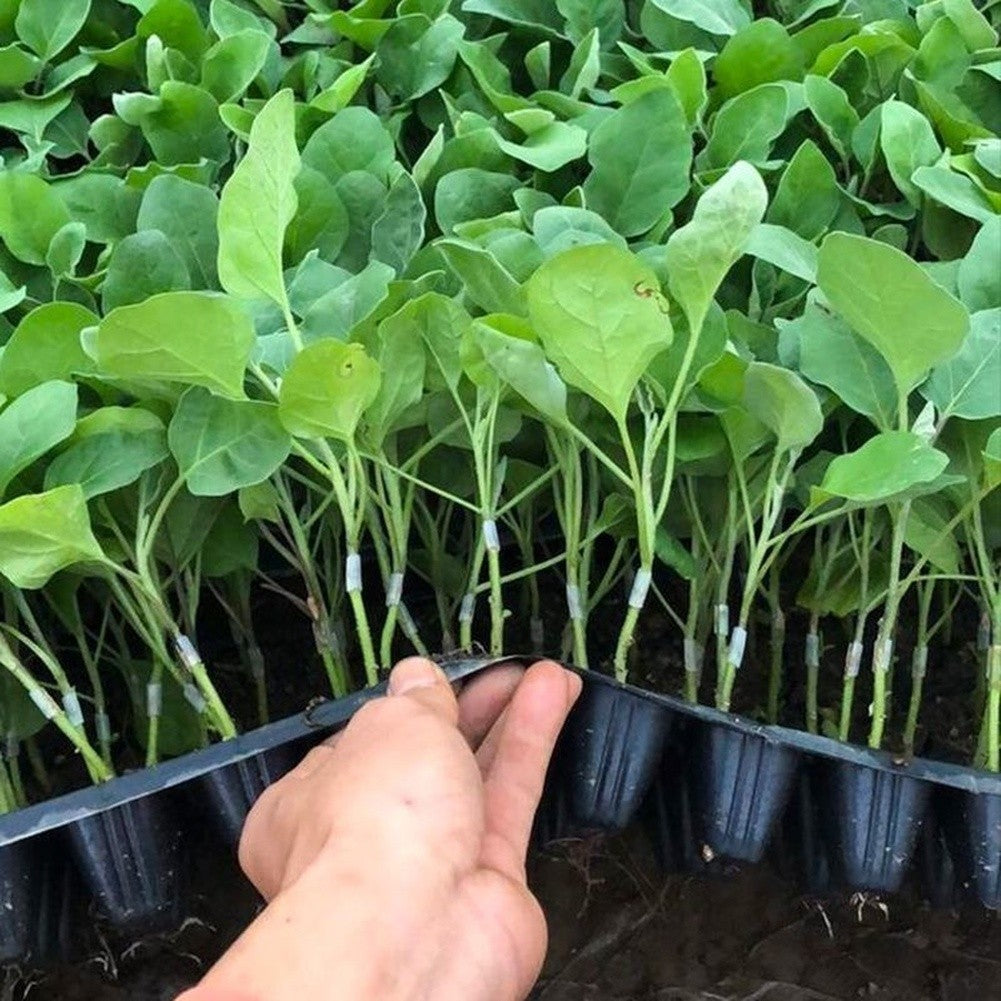 Grafting Sleeves for Weather Resistant Use
