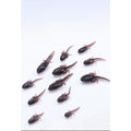 Biomimetic Tadpole Soft Lure