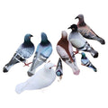 Realistic Pigeon Display Model