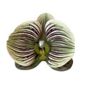 Butterfly Orchid Hair Clip for Styling