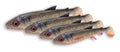 Savage Gear 3D Whitefish Shad Fishing BaitOpens in a new win
