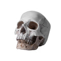 1:1 Life Human Anatomy Skull Collectable Bar Teaching Desktop Decor