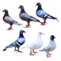 Realistic Pigeon Bird Model for Display